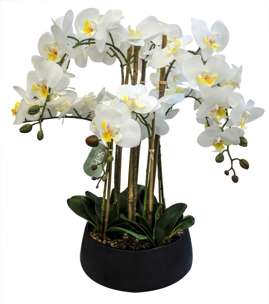 Arreglo Floral Orquideas 8 Tallos 60 Flores Blanca