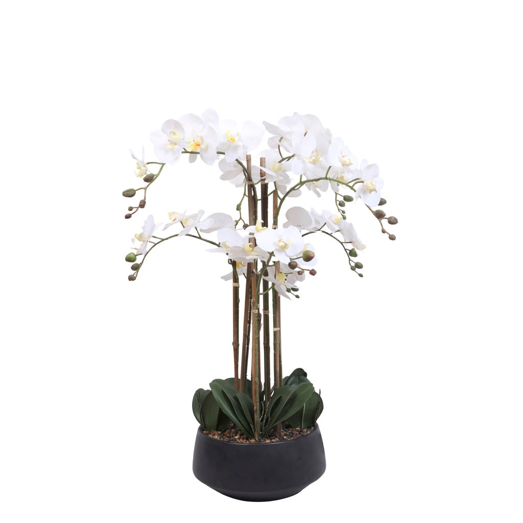 Arreglo De Orquideas 52 Flores Blancas Pote Negro
