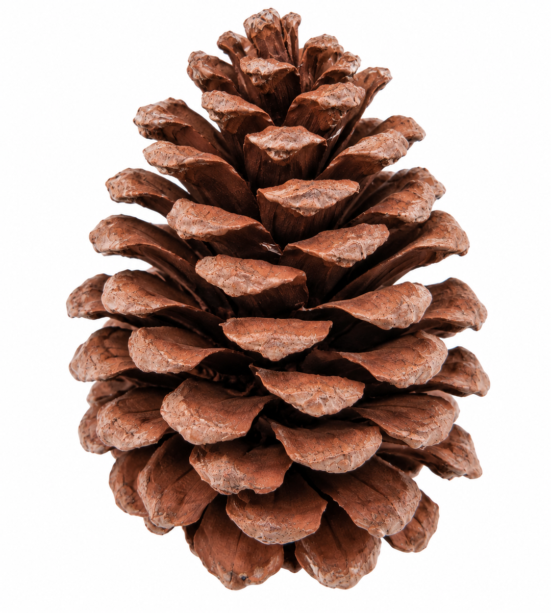 Piñas De Pino Navideñas 6Pzs